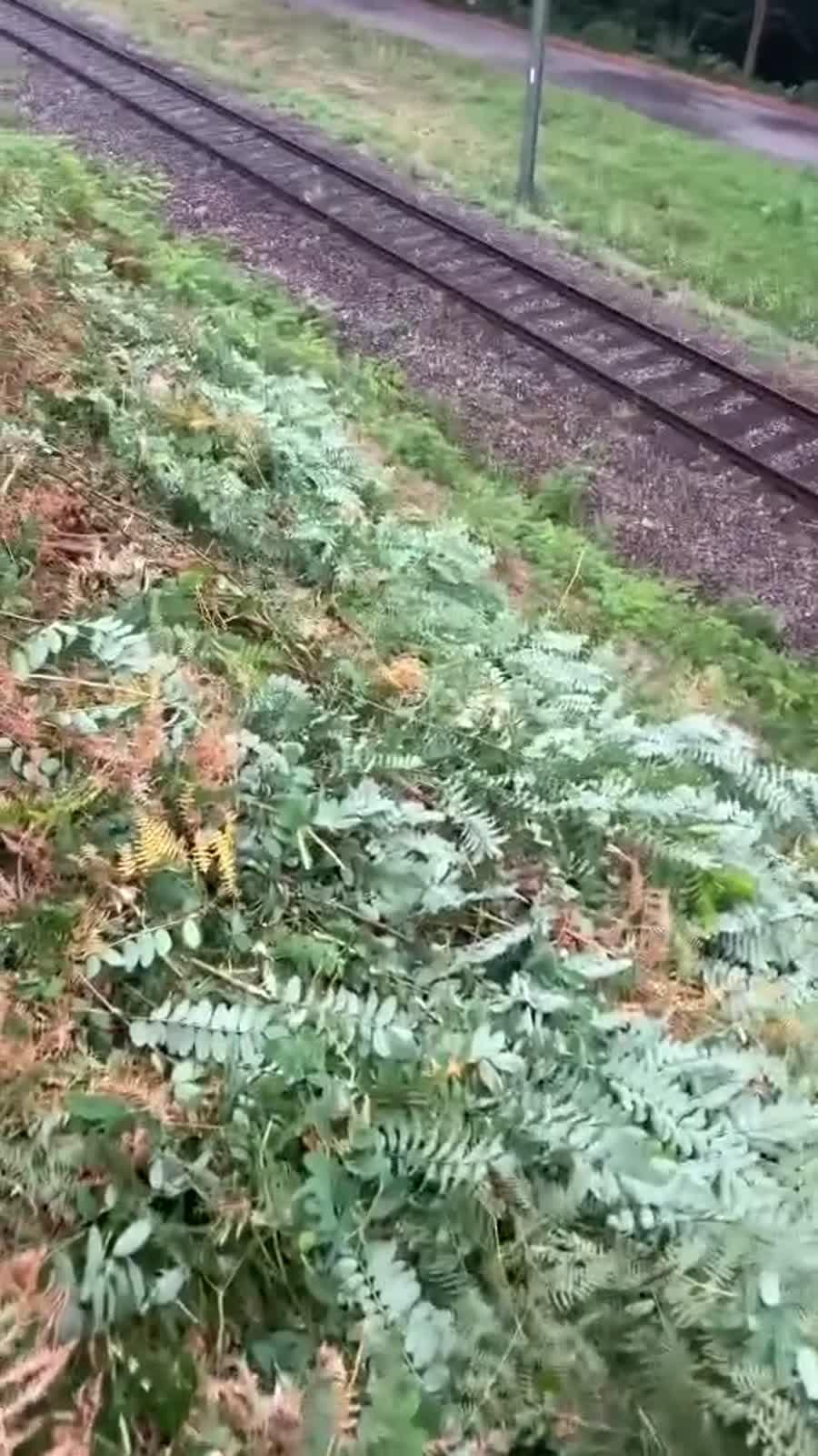 Gepflegte Böschungsfläche